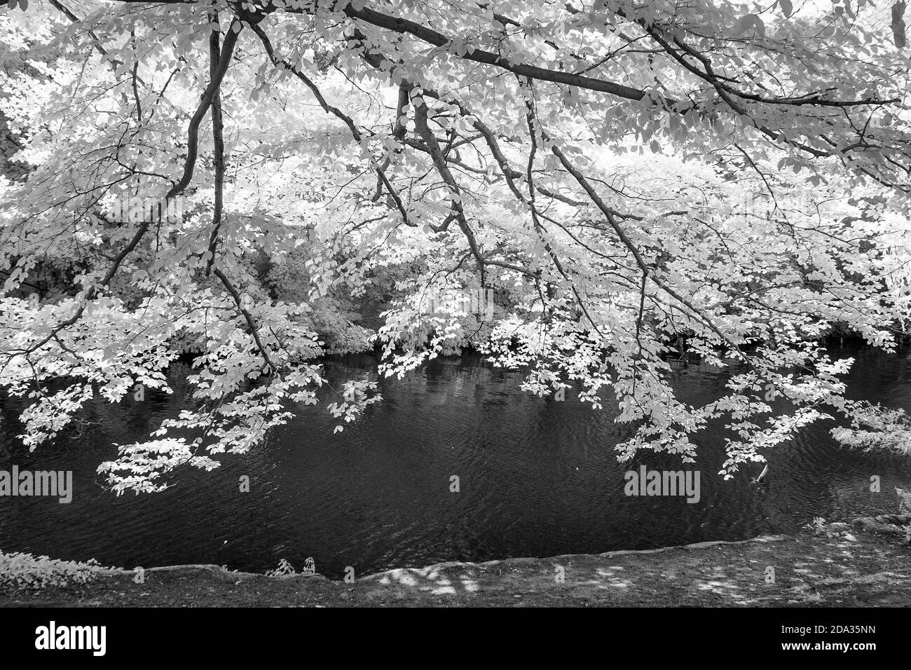 Maidenhead, Berkshire, UK., Sunday,  09/08/2020, Infra Red, Raymill Island, General View,   [Mandatory Credit: Peter Spurrier], Stock Photo