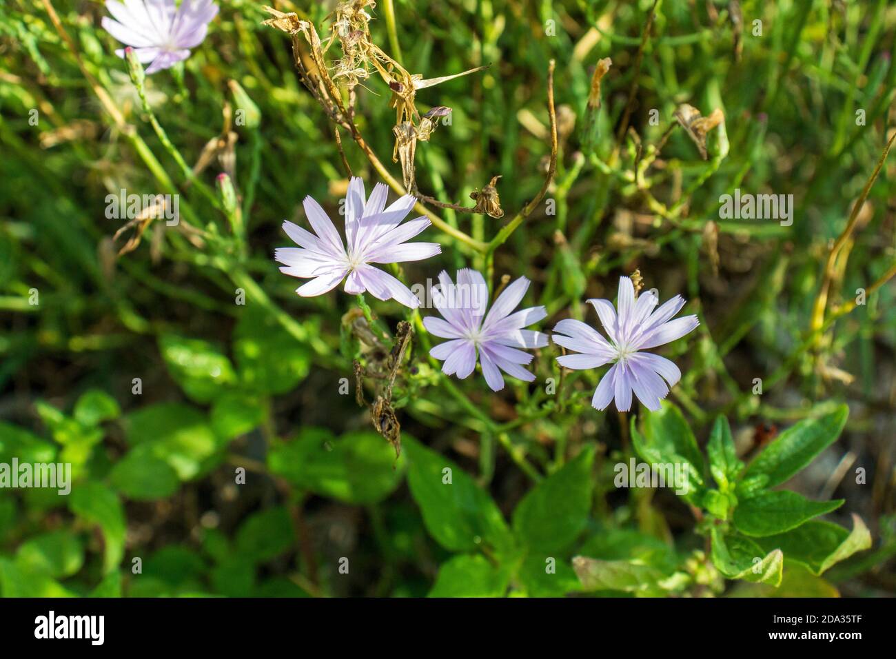 Lactuca tenerrima, Wild Lechuguilla Plant in Flower Stock Photo