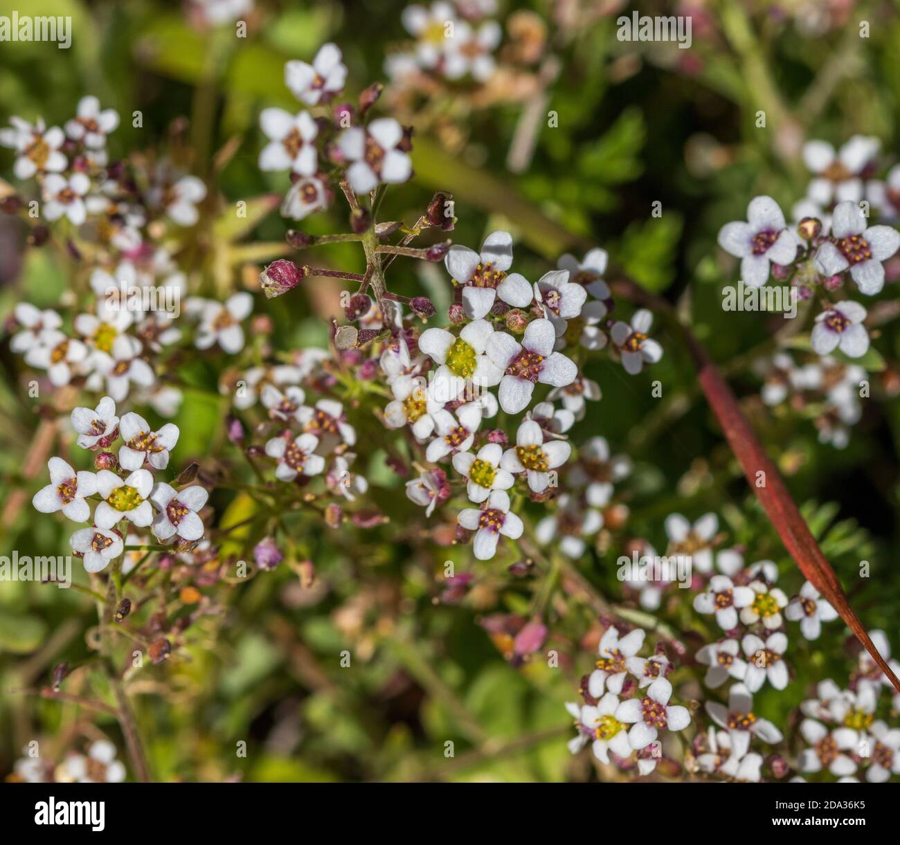 Alyssum plant hi-res stock photography and images - Alamy
