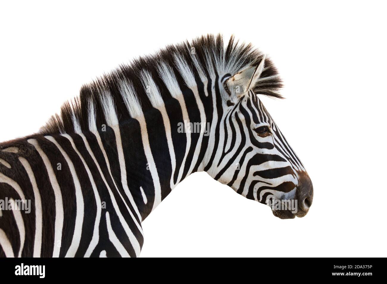 closeup-of-a-beautiful-zebra-isolated-on-a-white-background-stock-photo