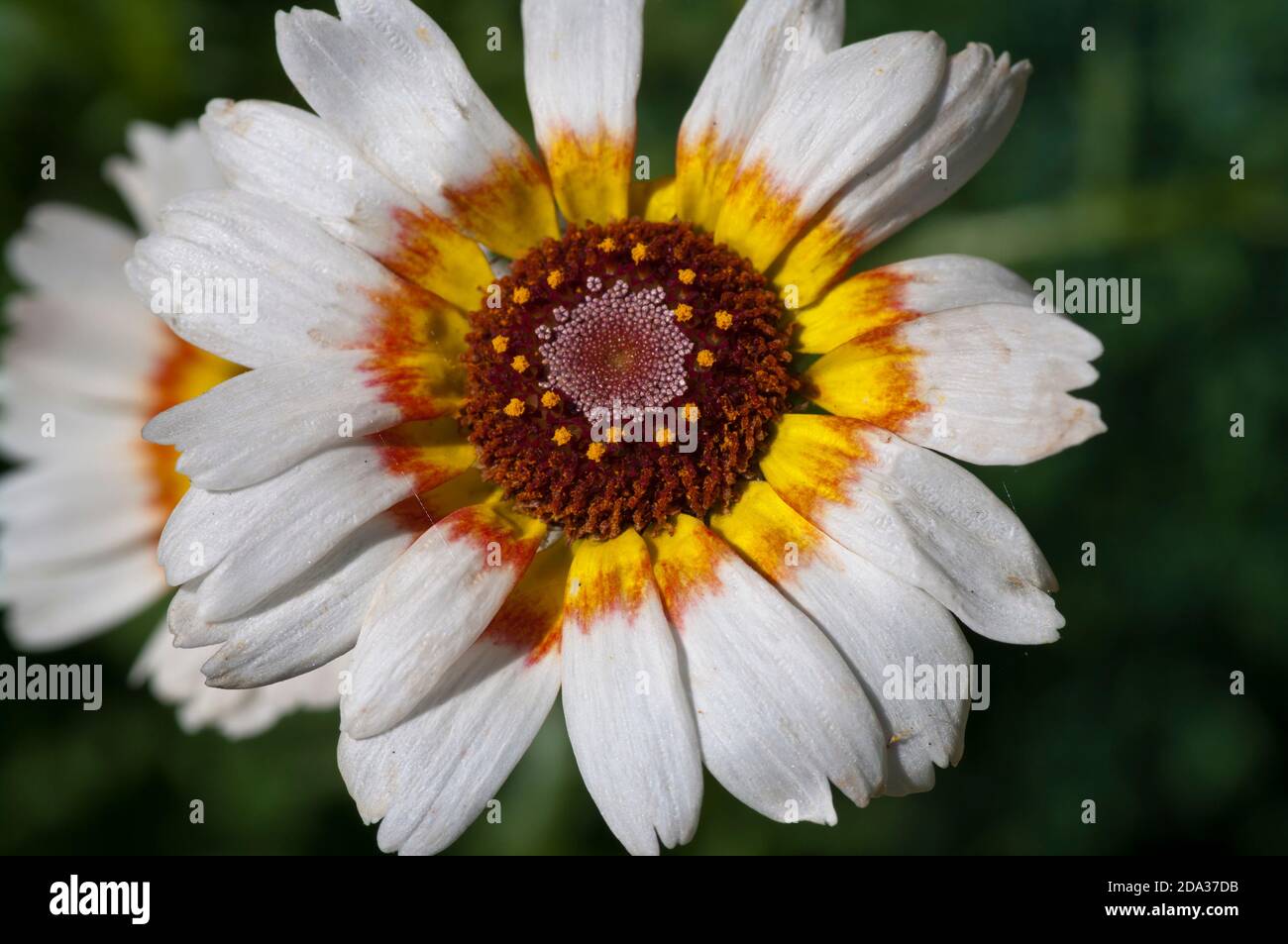 Tricolor Chrysanthemum Stock Photo
