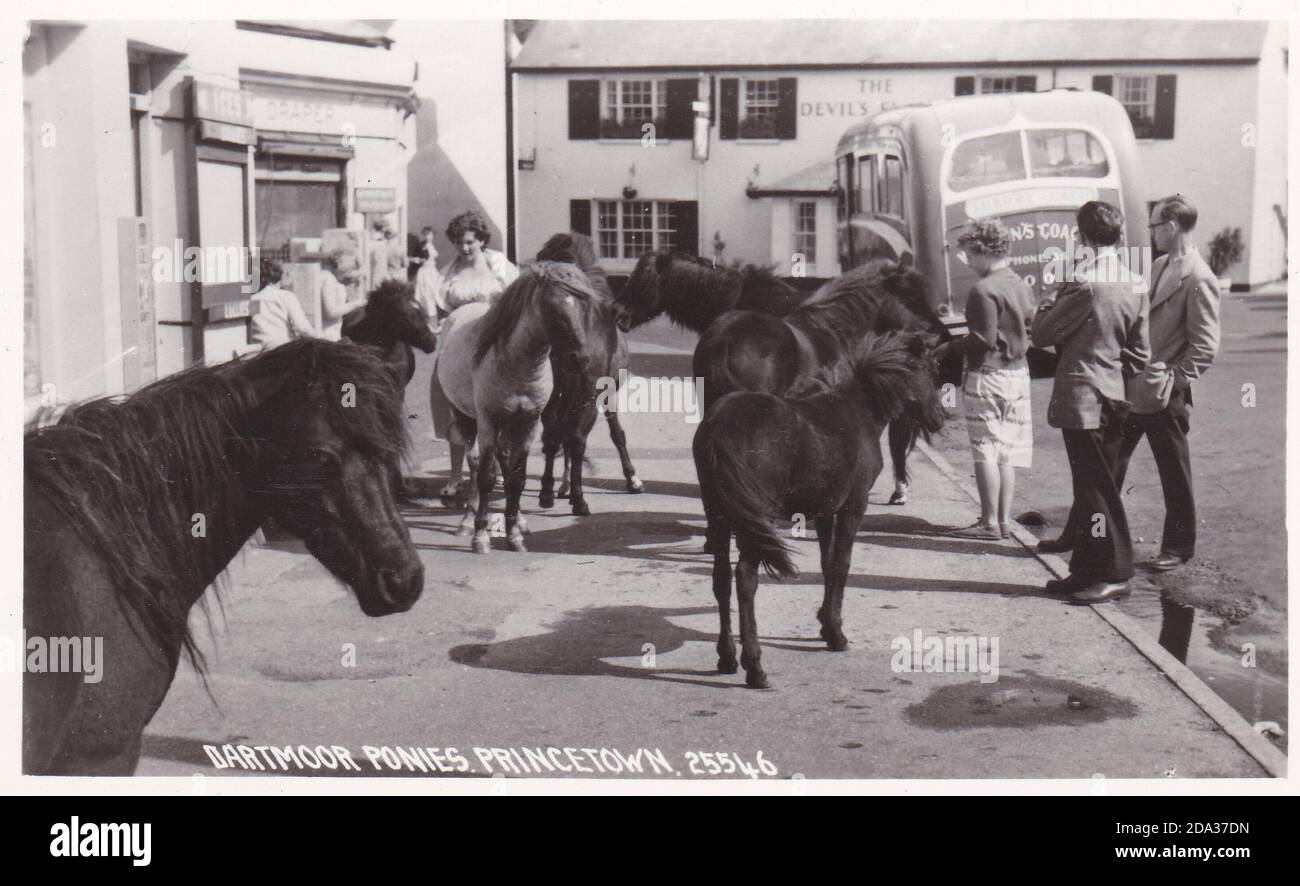 Vintage black and white photo of Dartmoor ponies, Princetown, Devon 1950s. Stock Photo