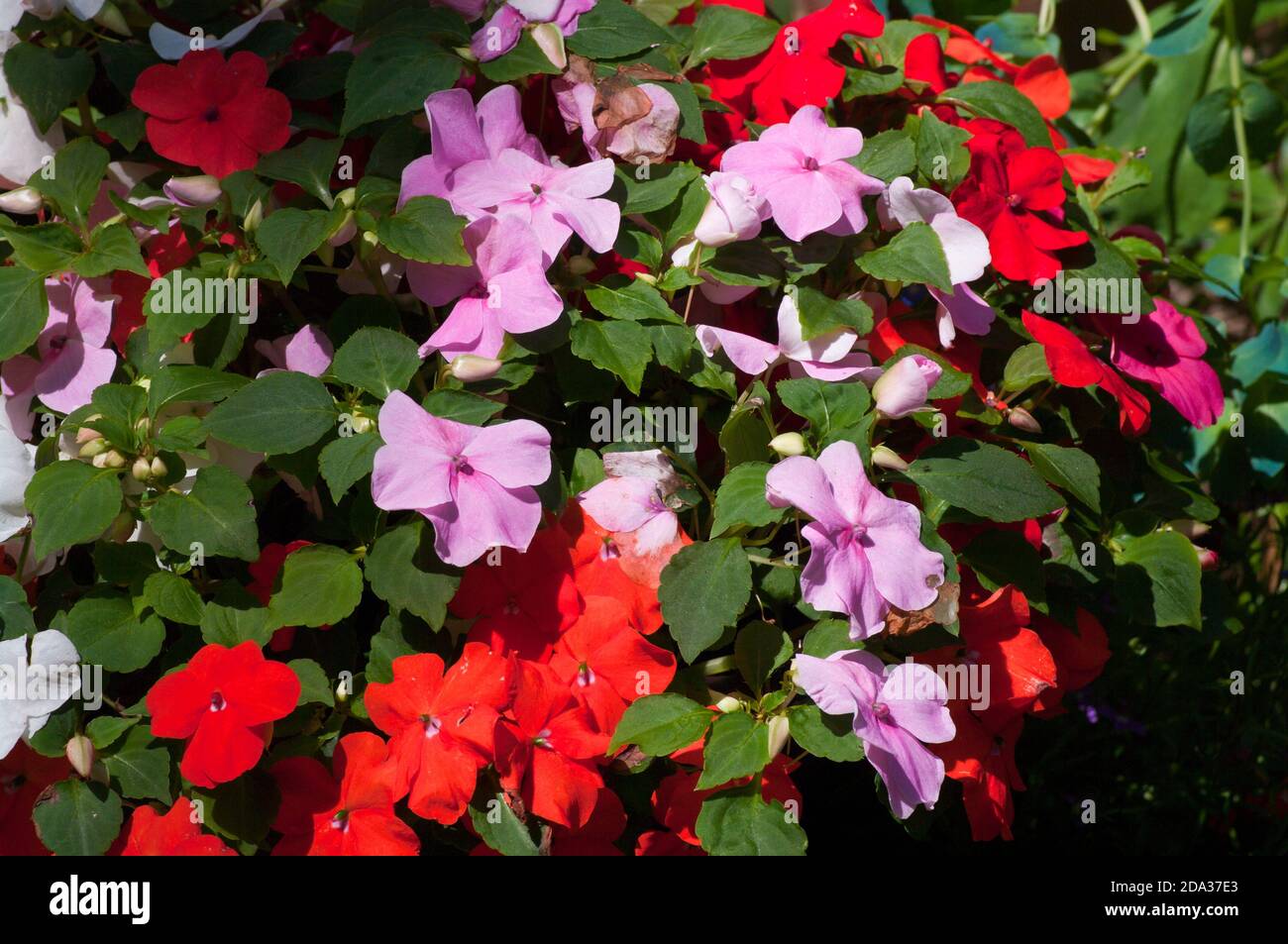 Red and Pink Impatiens Garden Bedding Flowers Stock Photo
