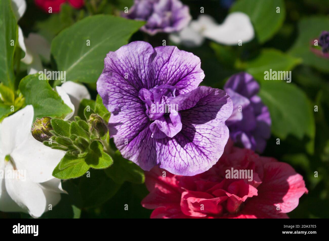 Purple Petunia Petunias Stock Photo