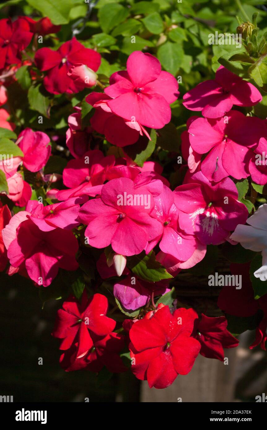 Red and Pink Impatiens Garden Bedding Flowers Stock Photo