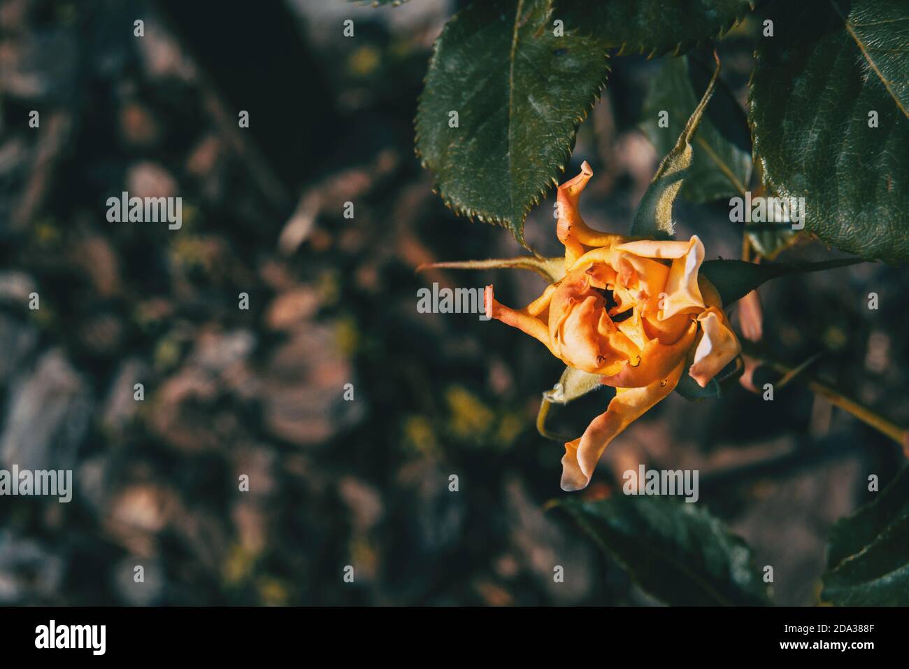 Close-up of an orange rose with twisted petals in nature Stock Photo