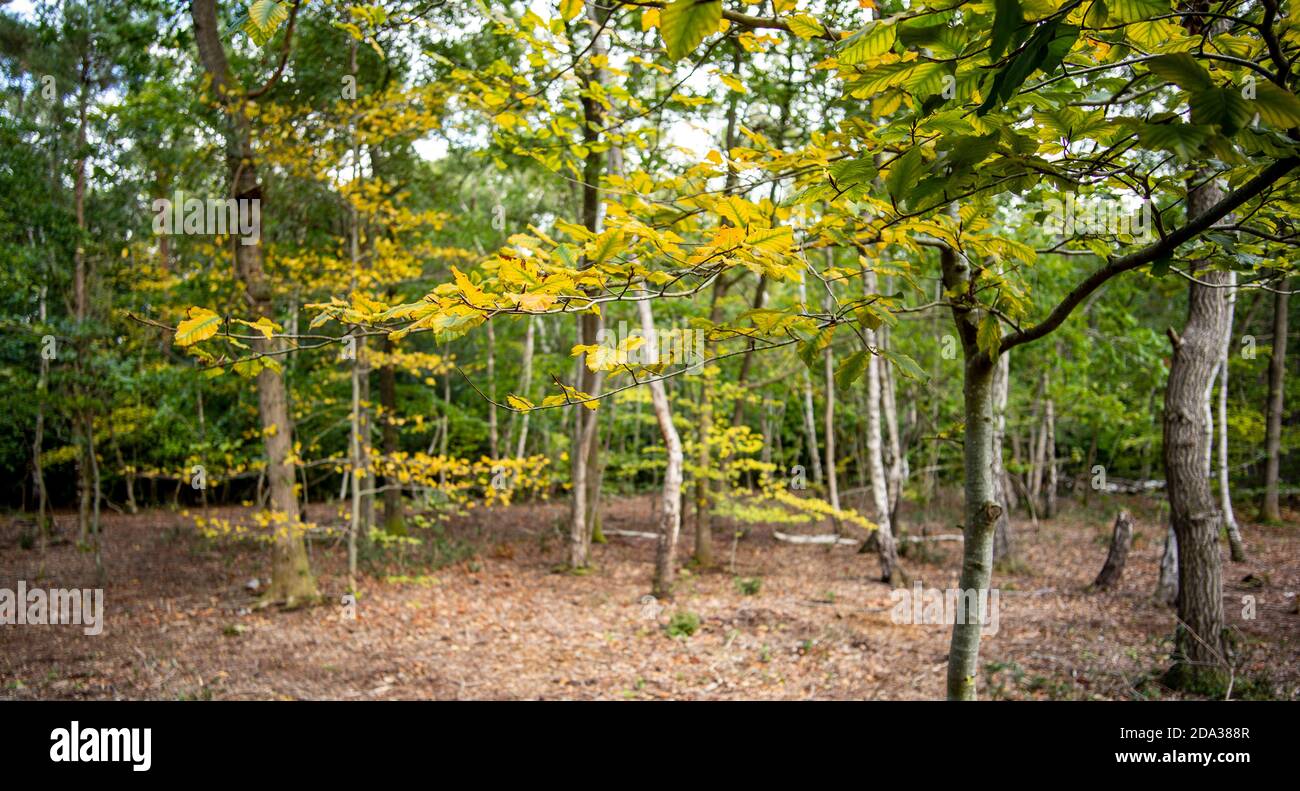 Burnham Beeches,  Burnham, Buckinghamshire, UK., Thursday  01/10/2020,   Owned by the Corporation of London, a National Nature Reserve, Special Area of Conservation, Autumn Colours, Tree Foliage,  [Mandatory Credit: Peter Spurrier], Stock Photo