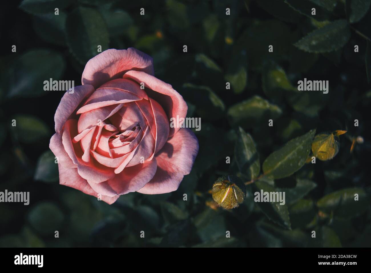 The rose in nature hi-res stock photography and images - Alamy