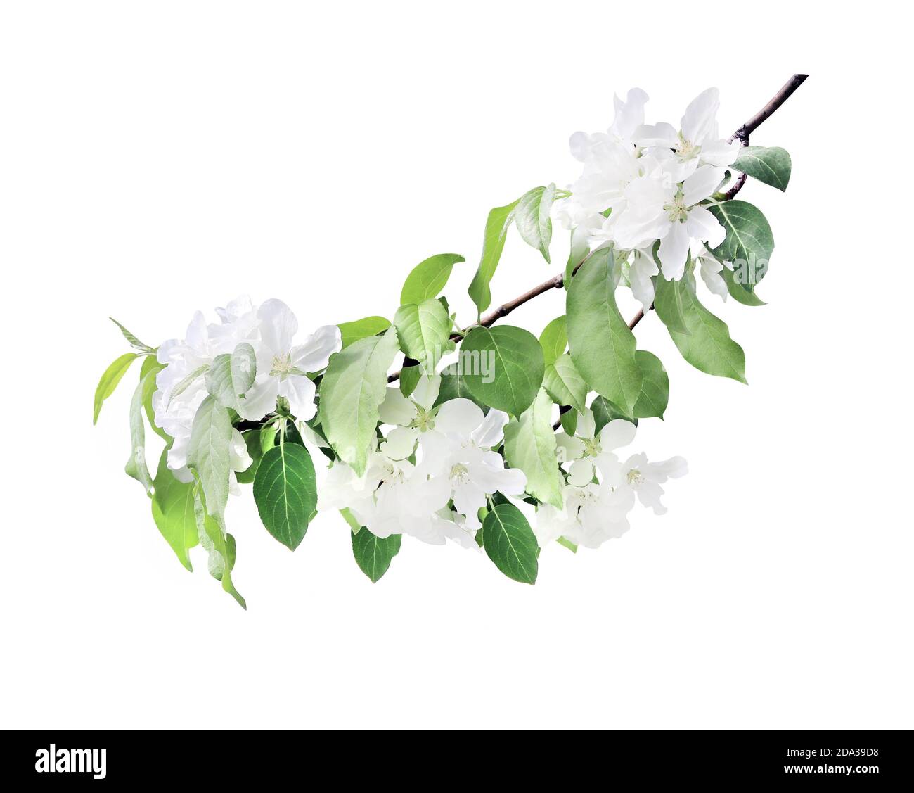 Branch of the blossoming apple tree with white flowers. Isolated on white background Stock Photo