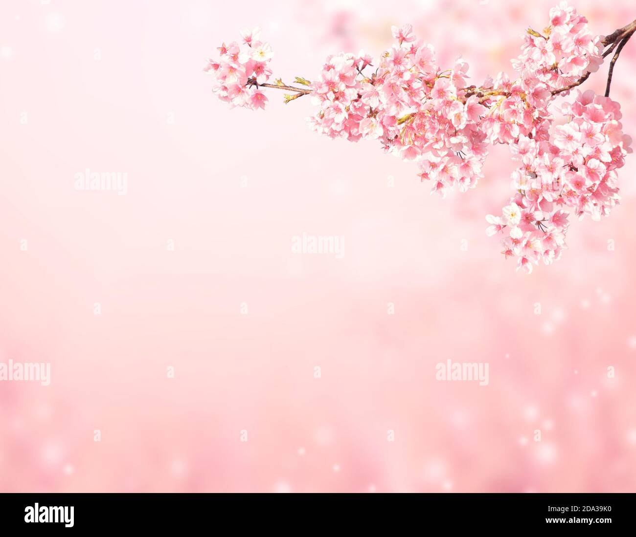 Magical scene with sakura flowers and butterfly. Beautiful nature spring  background. Photo toned in light pink color. Copy space for text Stock  Photo - Alamy