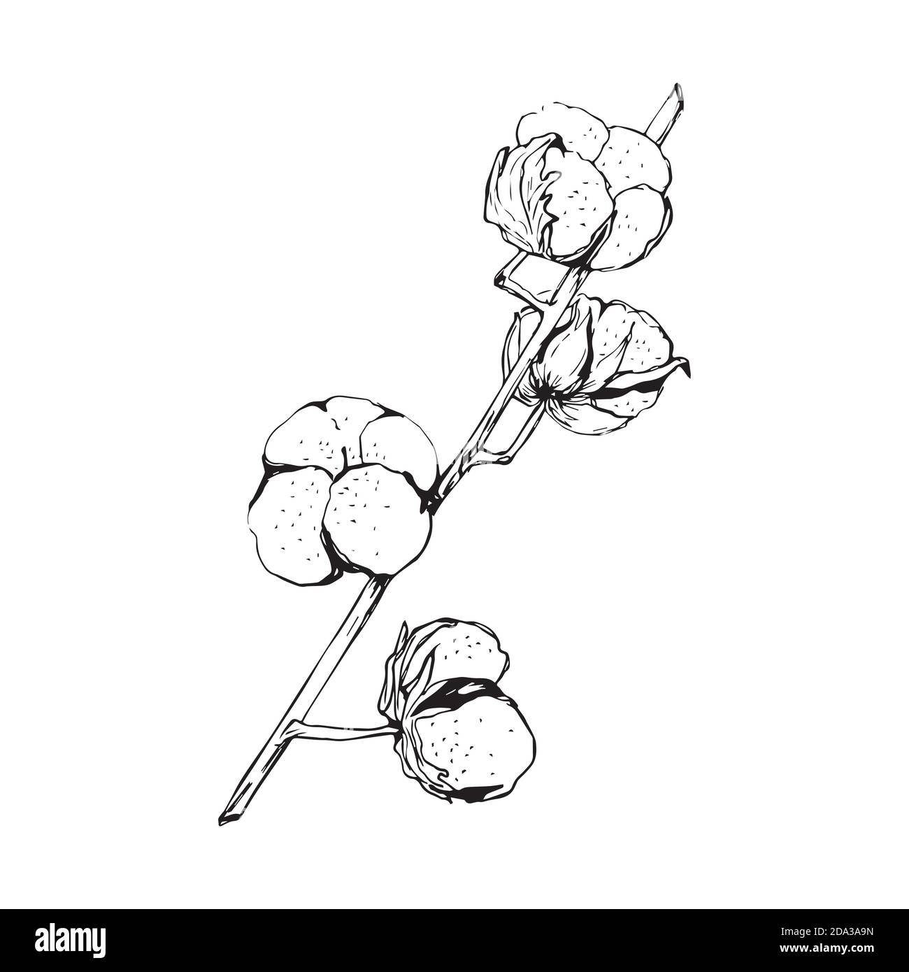 Cotton plant. Isolated cotton on white background Stock Vector Image ...