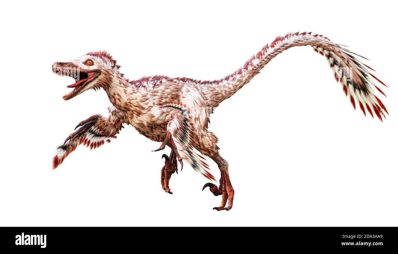 Running Velociraptor mongoliensis isolated on white background. Theropod dinosaur with feathers from Cretaceous period scientific 3D rendering illustr Stock Photo