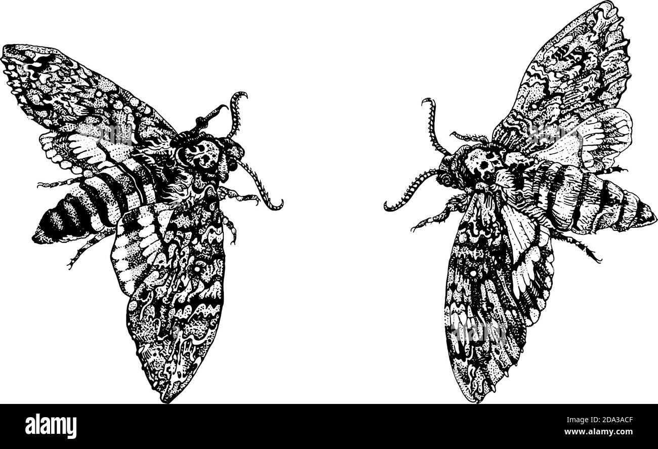 Acherontia Styx or Death's-head hawkmoth butterflies. Hand drawn ink pen illustration isolated black on white. T shirt print, tattoo design in dotwork Stock Vector