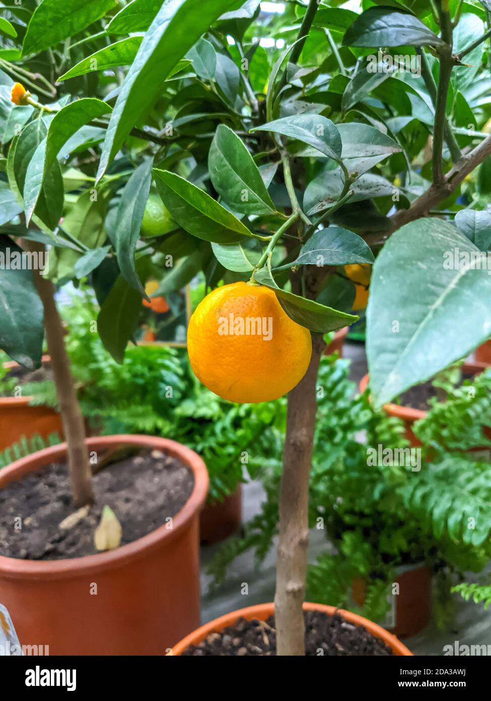 tangerine tree in a pot with fruits.mobile photo Stock Photo Alamy