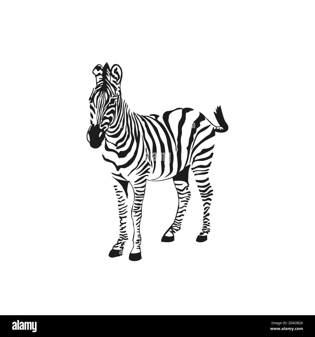 Graphical sketch zebra isolated on white background, vector Stock ...