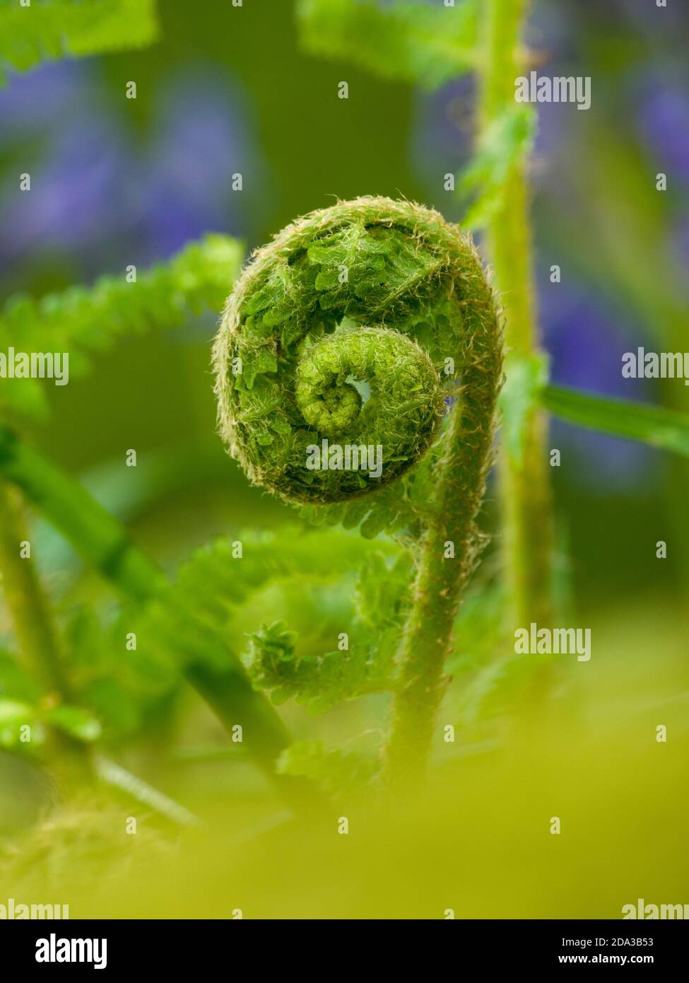 Curled up close up of a fern hi-res stock photography and images - Alamy