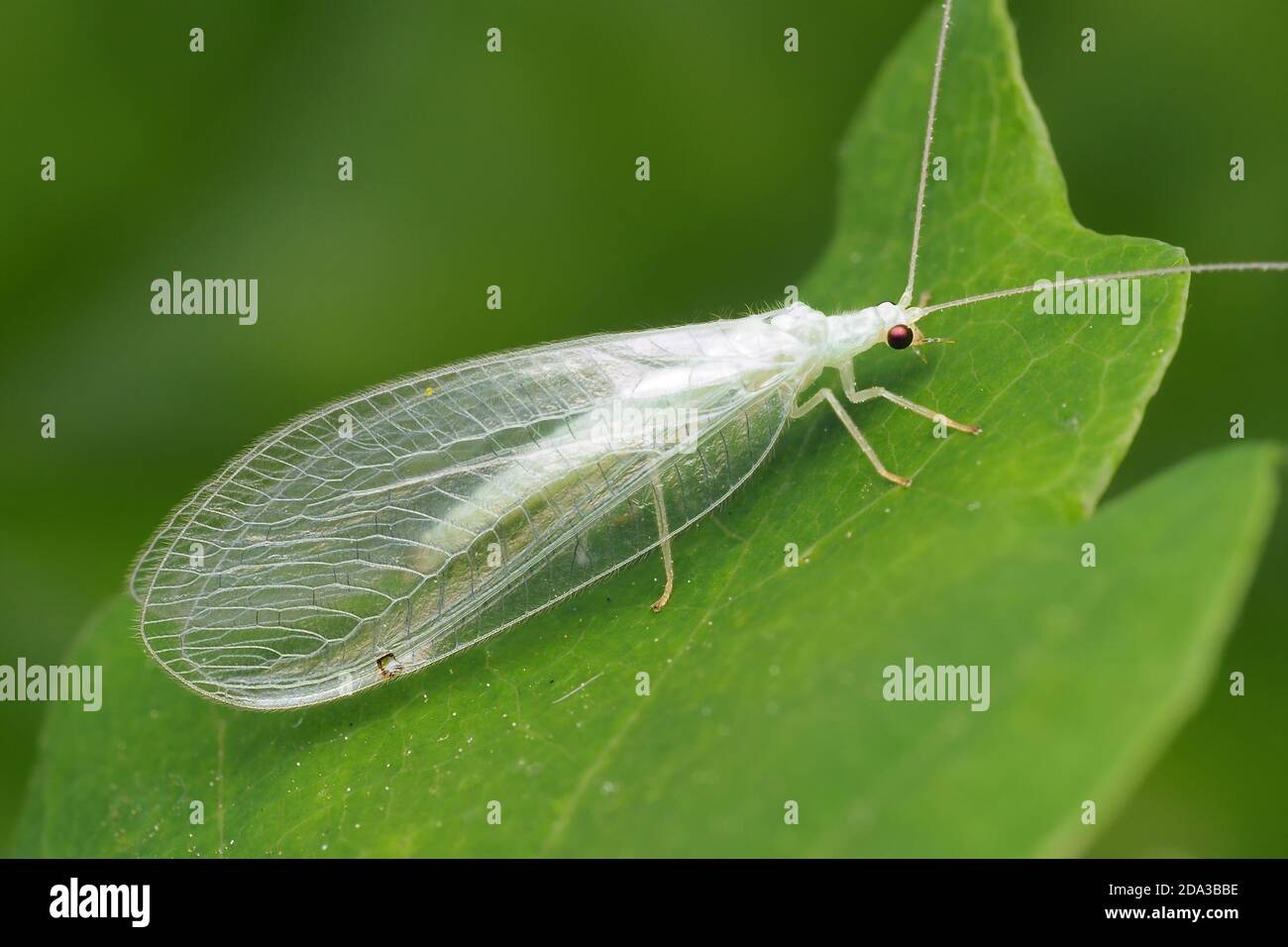 Freshly emerged Green Lacewing at rest on ivy leaf. Tipperary,Ireland Stock Photo