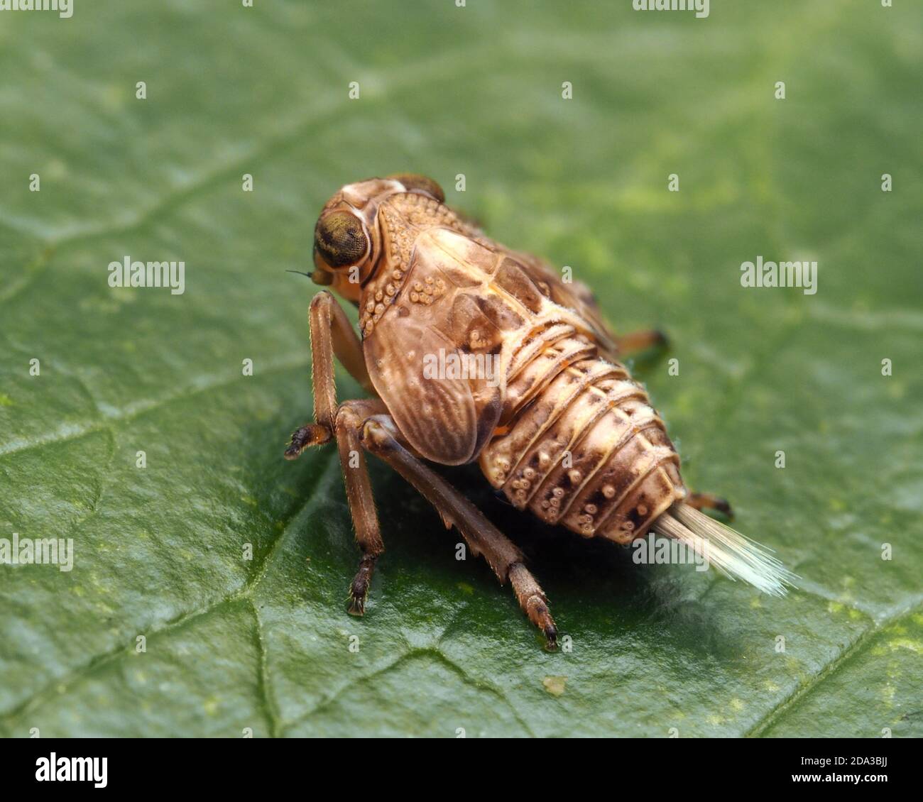 Issus coleoptratus planthopper nymph resting on ivy leaf. Tipperary,Ireland Stock Photo