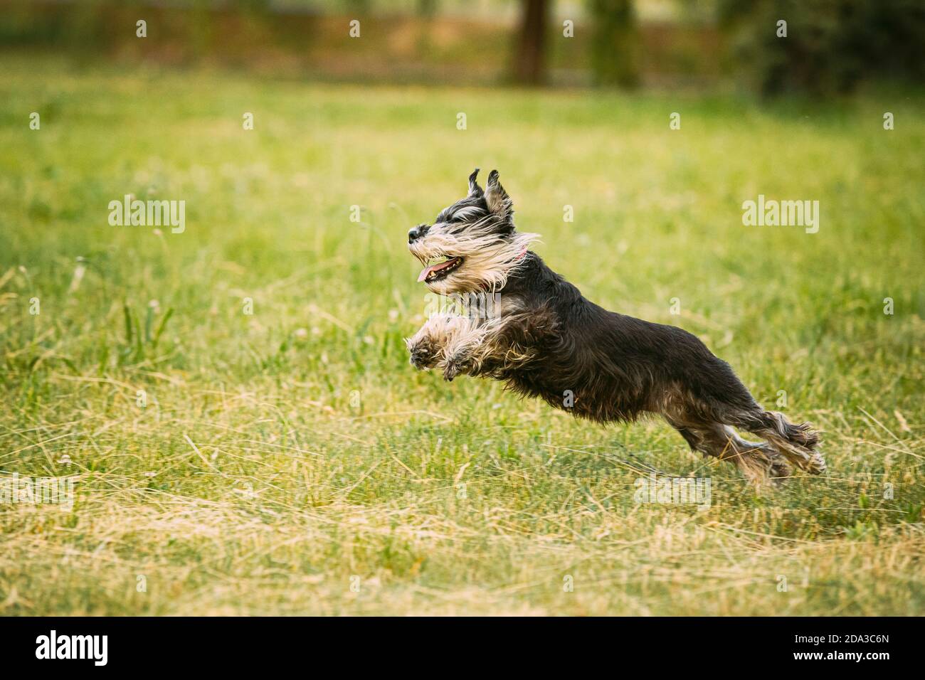 Miniature Schnauzer Dog Or Zwergschnauzer Funny Fast Running Outdoor In