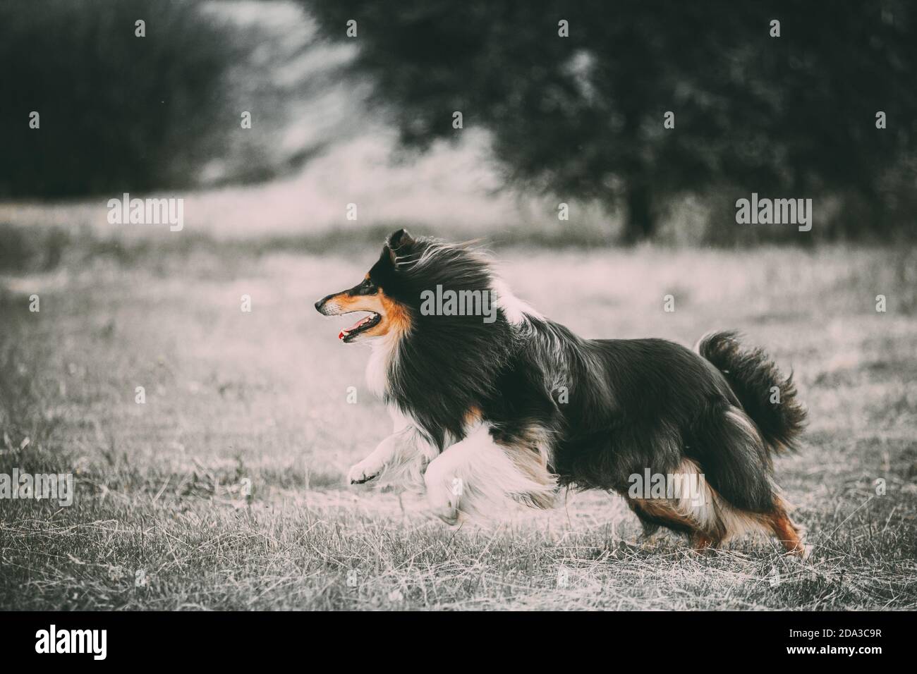 black white sheltie
