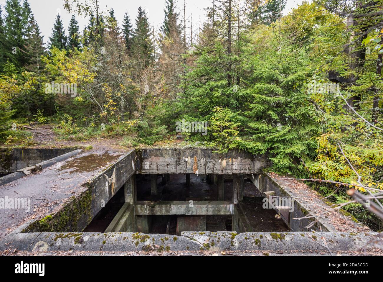 Tin Forest Hi-res Stock Photography And Images - Alamy