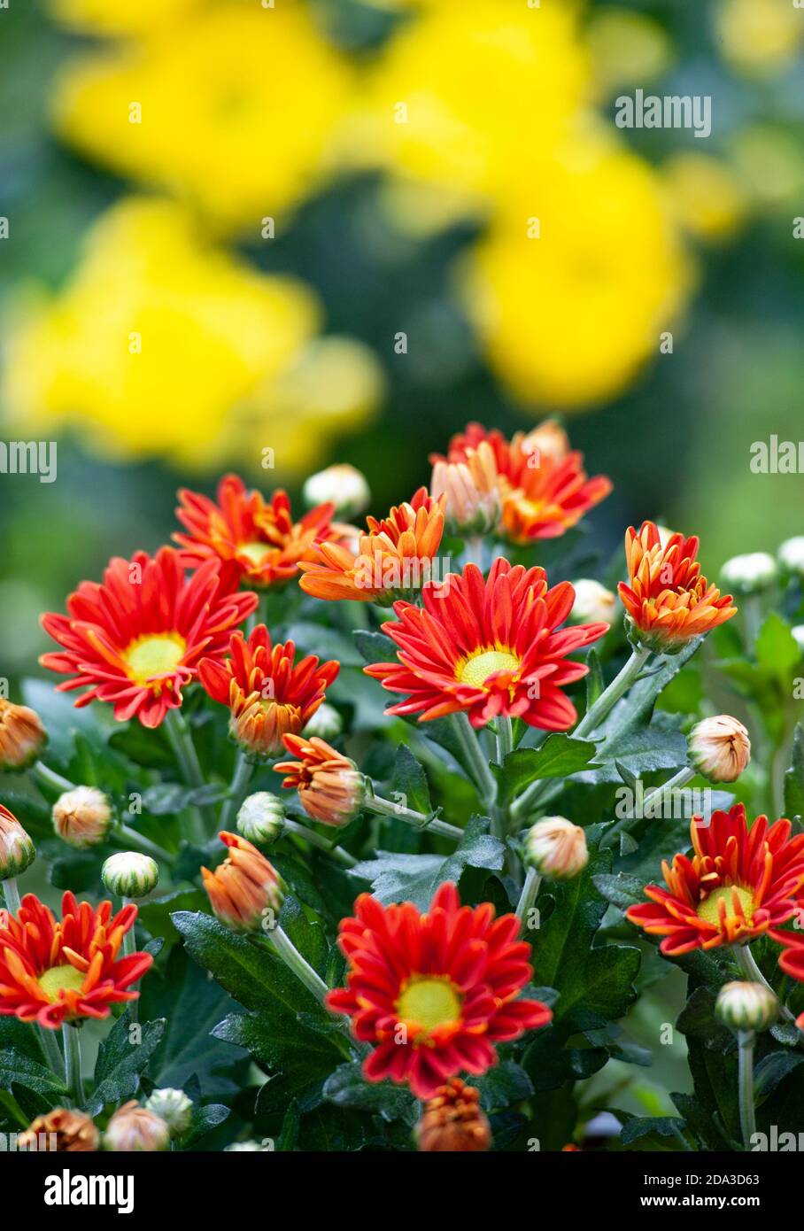 Chrysanthemum, sometimes called mums or chrysanths, are flowering plants  in the family Asteraceae. It’s the favorite flower for the month of November Stock Photo