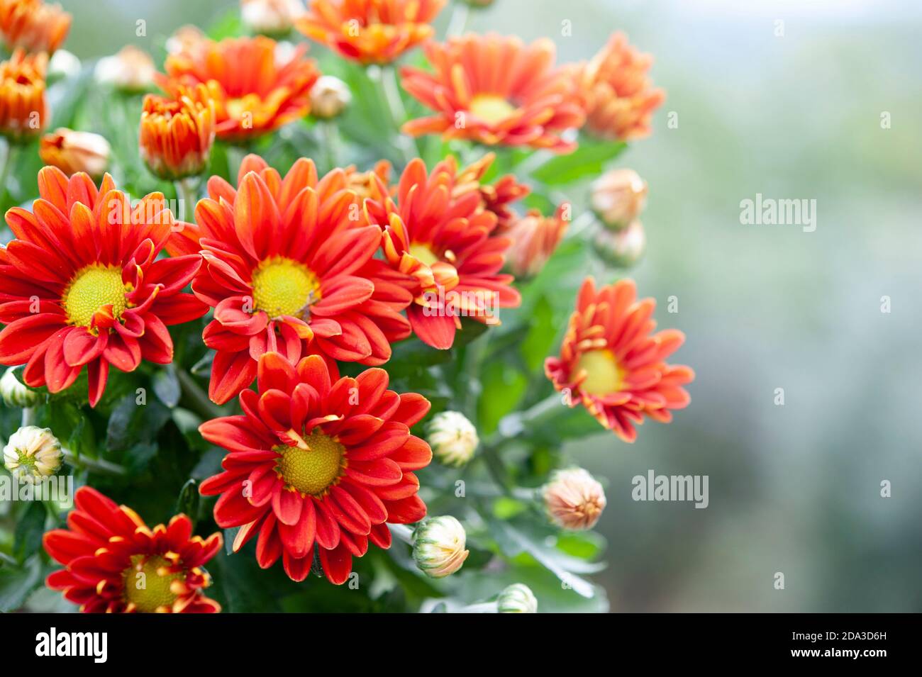 Chrysanthemum, sometimes called mums or chrysanths, are flowering plants  in the family Asteraceae. It’s the favorite flower for the month of November Stock Photo