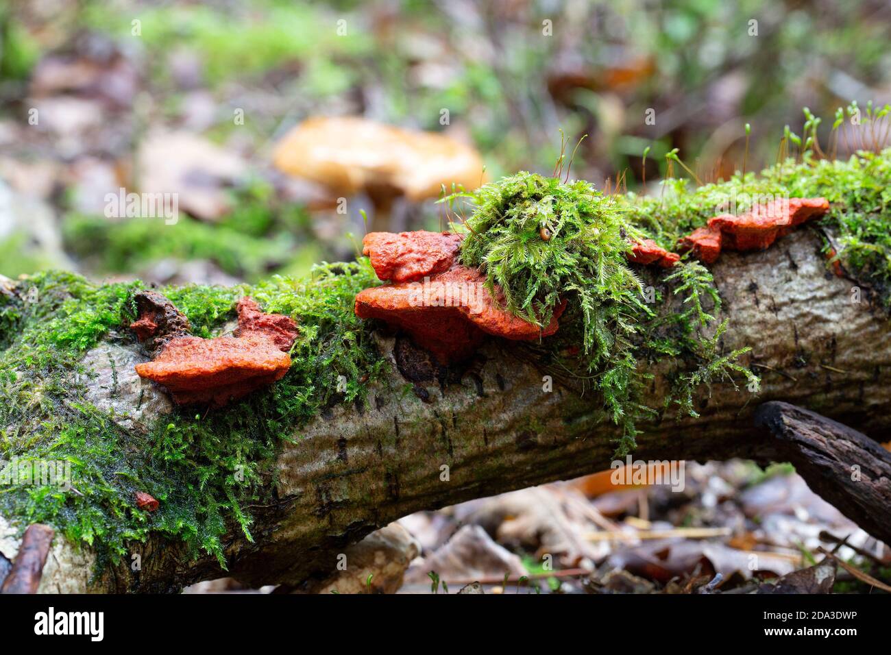 Fungus Pycnoporus cinnabarinus on dead branch Stock Photo