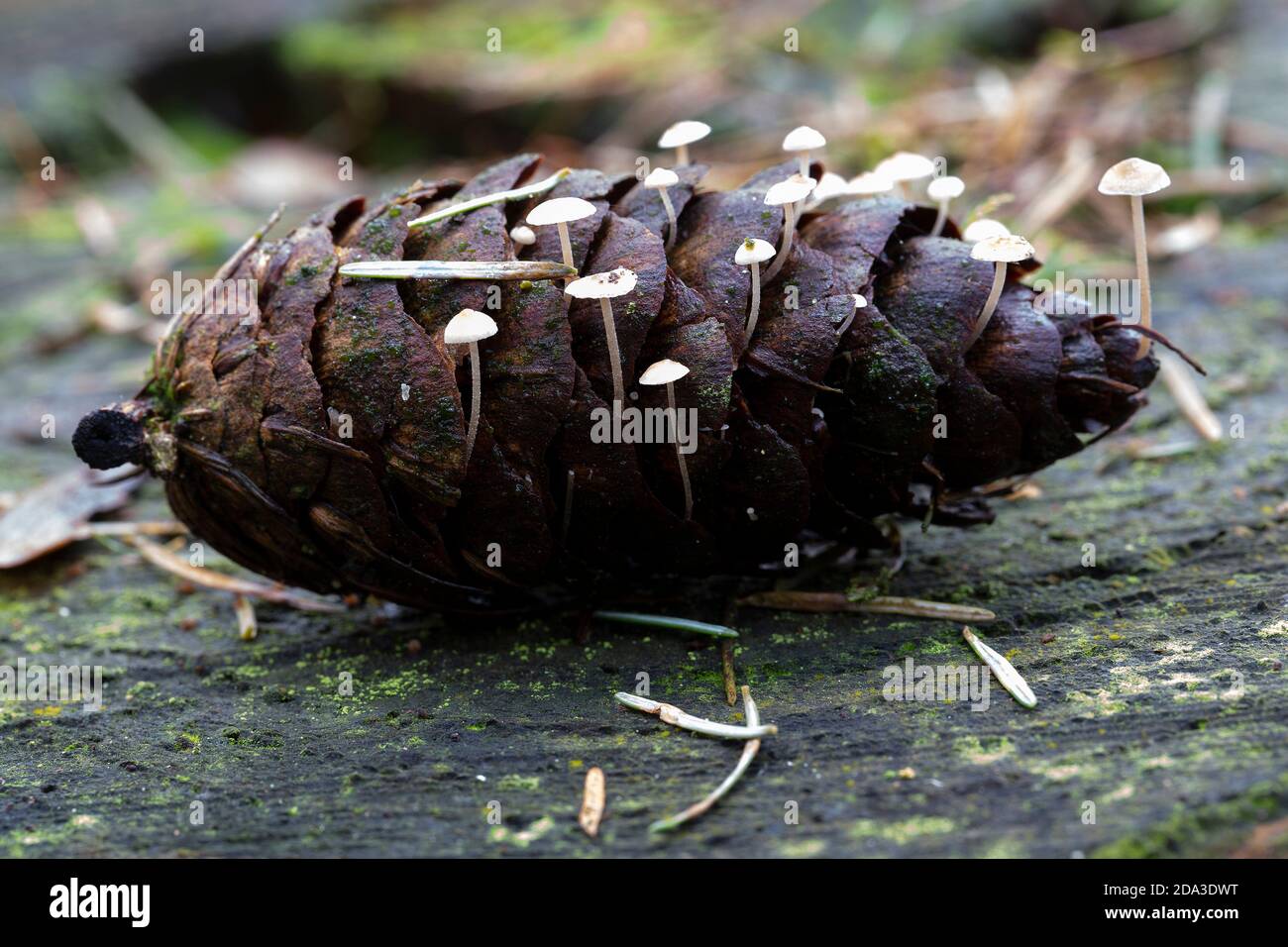 Mushrooms Strobilurus sp. growing on spruce cone Stock Photo