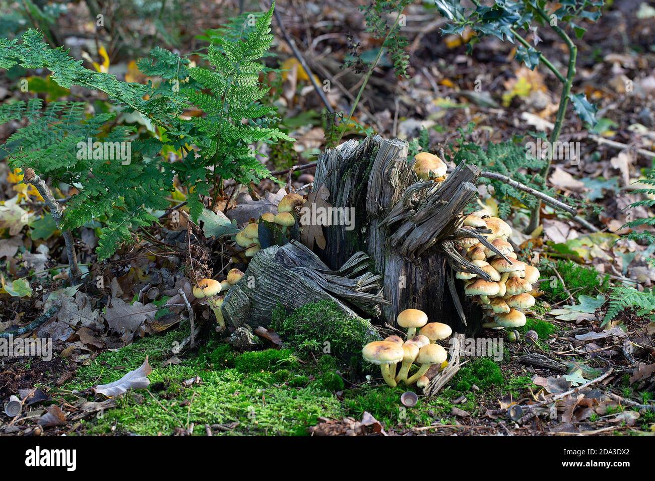 Dead tree stump with Sulphur tuft mushrooms (Hypholoma fasciculare) Stock Photo