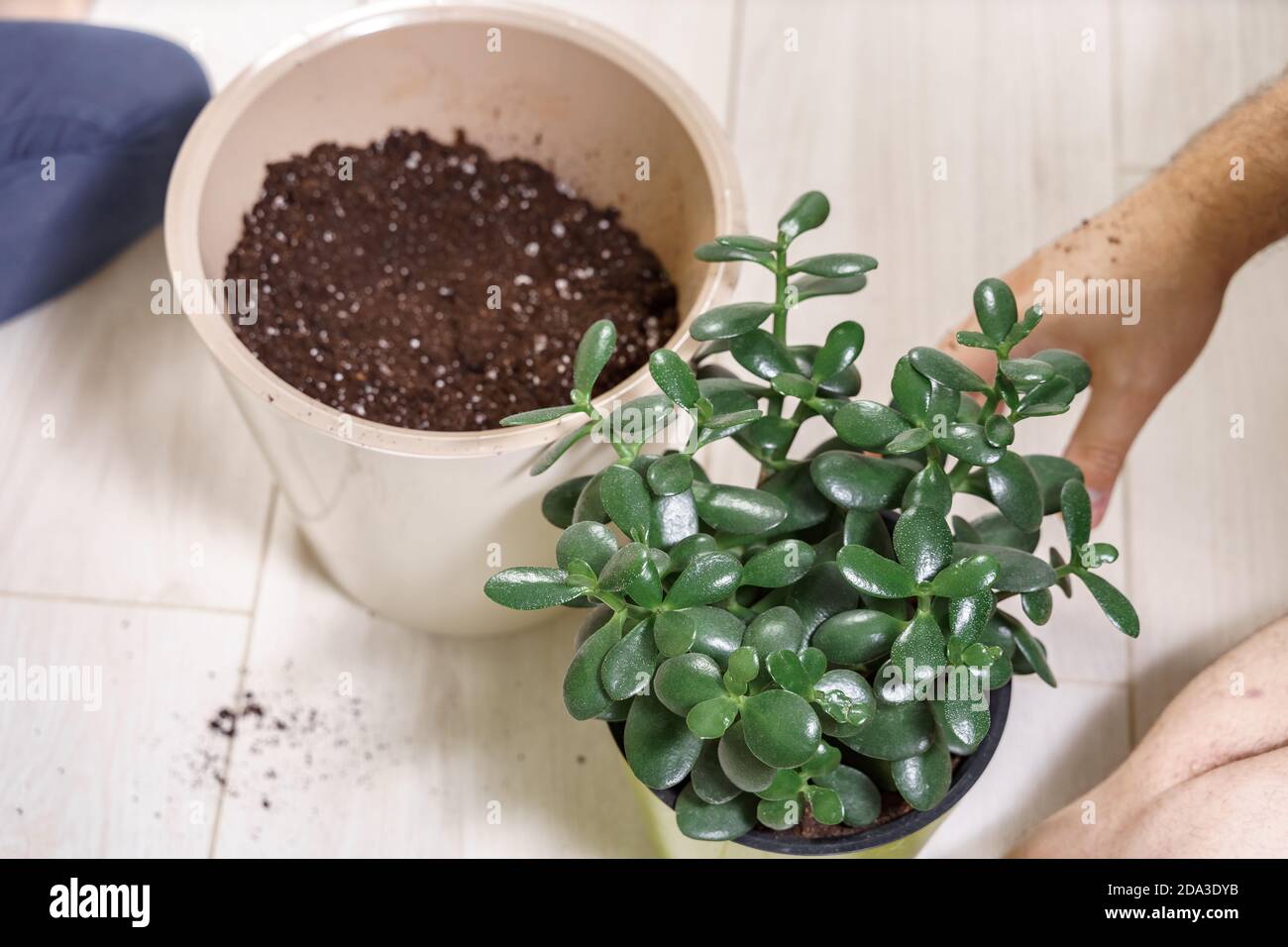 dad and child together transplant a houseplant into another pot Stock Photo Alamy