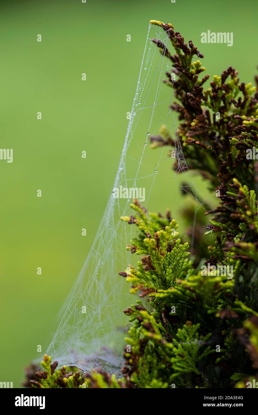 A dew and moisture covered spider web (Arachnida) spun across conifer