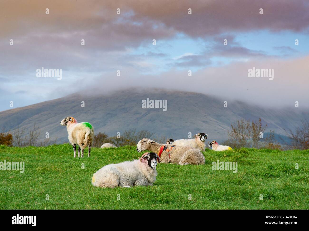Chipping, Preston, Lancashire. UK Ewes and ram at tupping time on a fine morning before expected showers, Chipping, Preston, Lancashire. Credit: John Eveson/Alamy Live News Stock Photo
