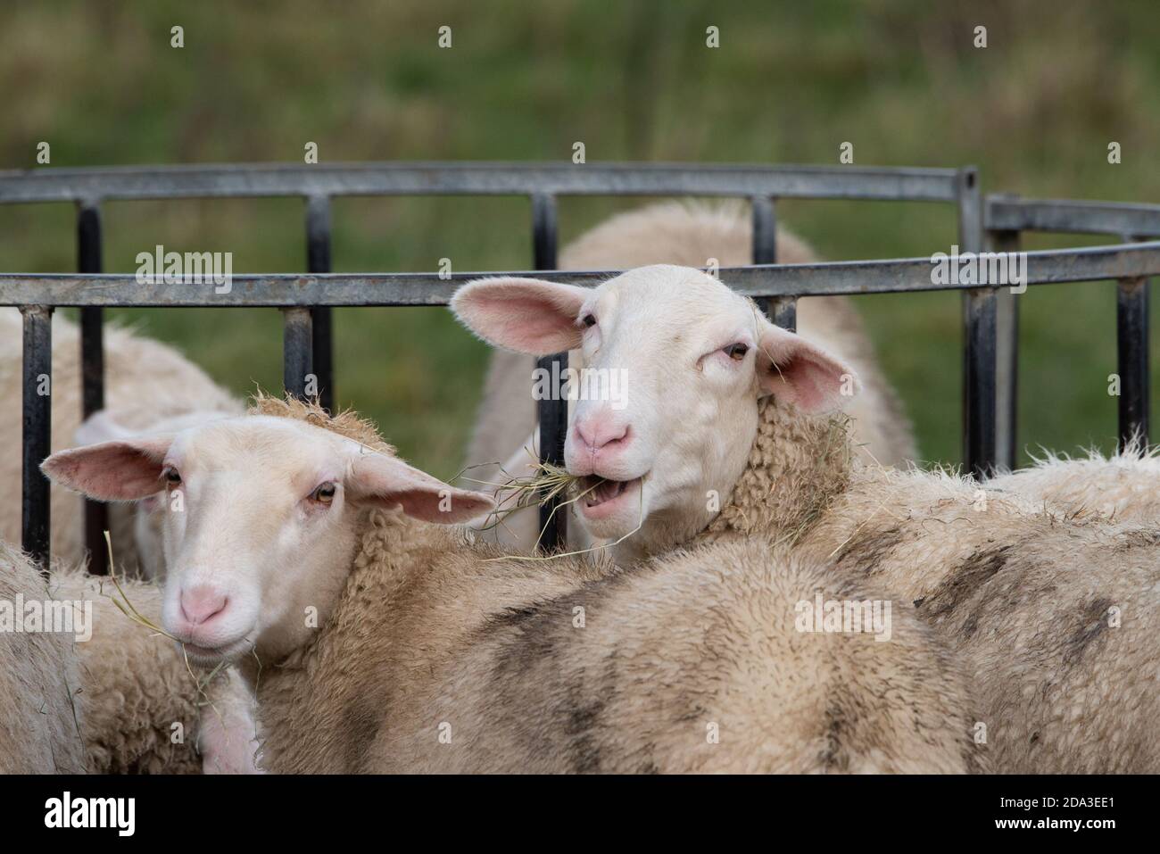 Preston, Lancashire, UK. 9th Nov, 2020. Young Friesland milking sheep feeding on hay near Preston, Lancashire. Credit: John Eveson/Alamy Live News Stock Photo