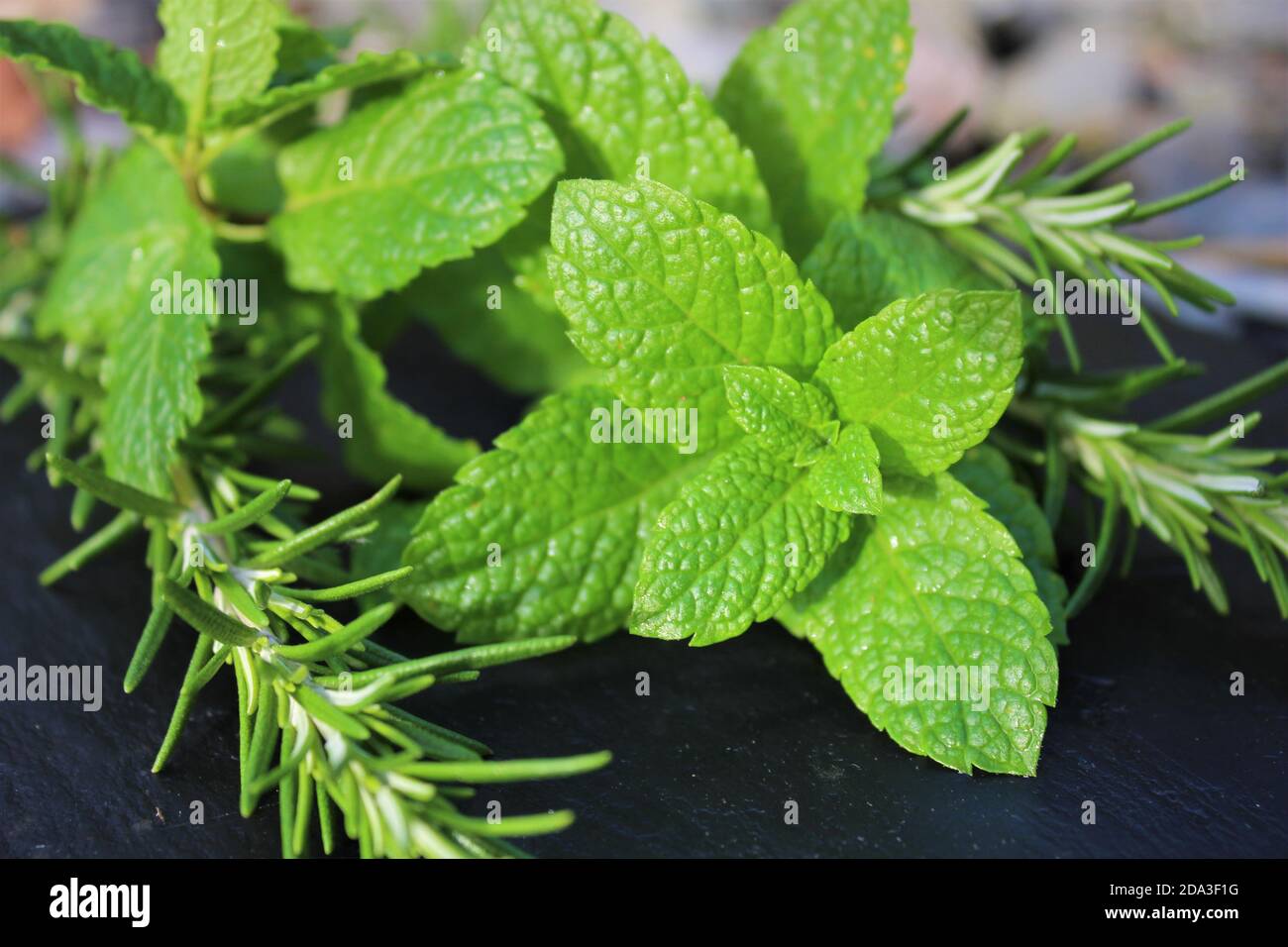 Mint with Rosemary Stock Photo Alamy
