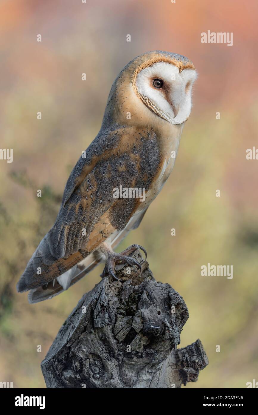 Barn owl waiting the dusk to hunt (Tyto alba) Stock Photo