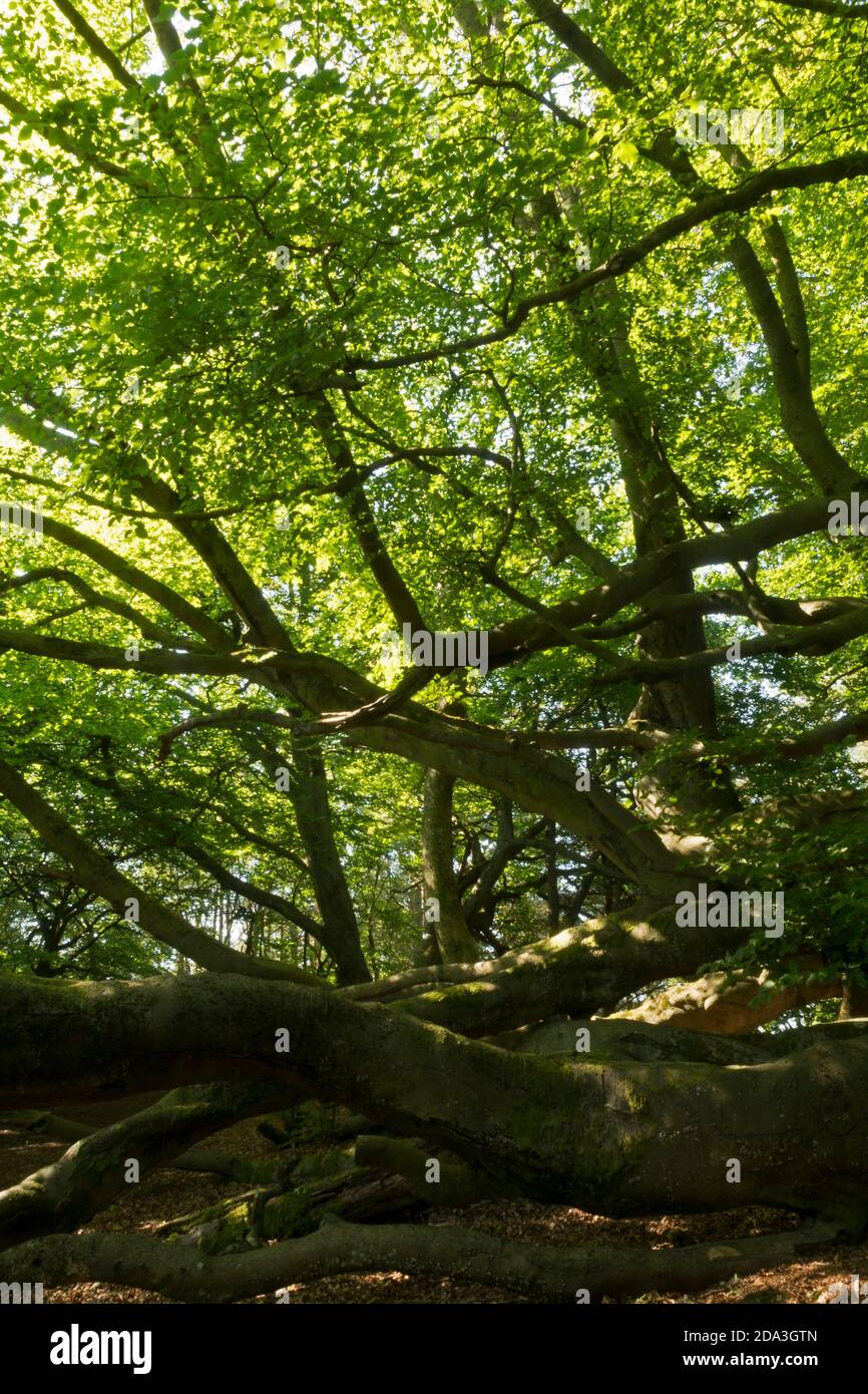 Beech trees in an English wood Stock Photo