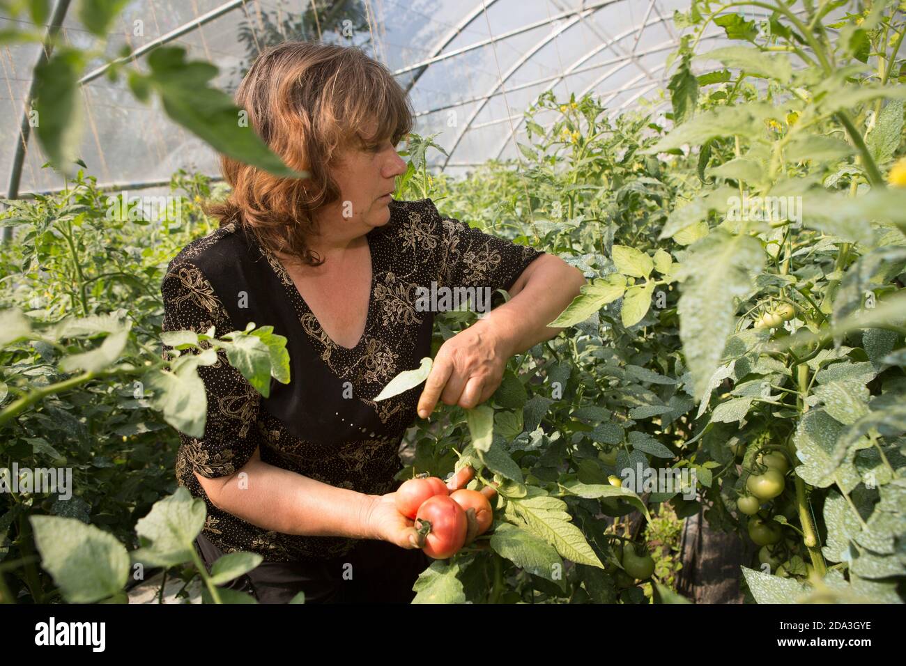 A woman farmer harvests tomatoes in her greenhouse in Criuleni District ...