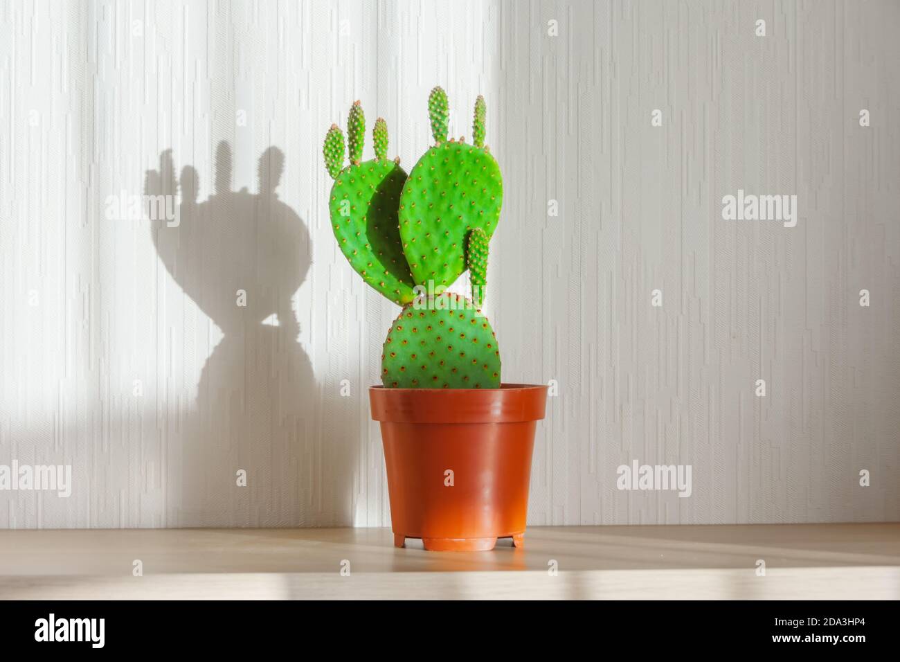Opuntia microdasys ficus indica, cactus on the shelf of the house, illuminated by the bright sun Stock Photo