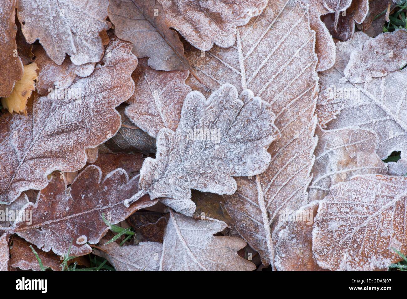 leaves on ground covered with frost, showing leaves veins, mixed species, oak chestnut, autumn, UK Stock Photo