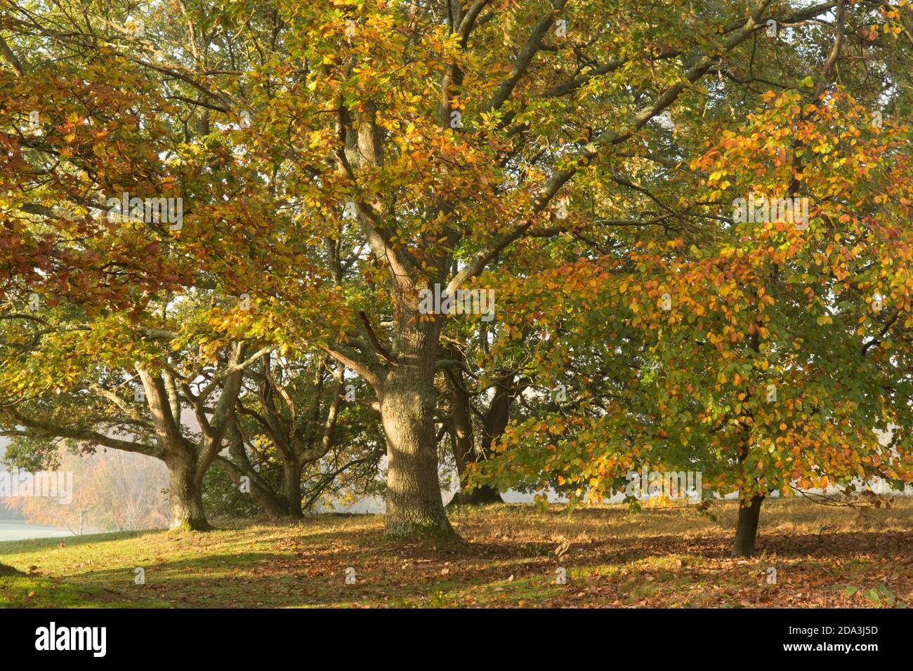 Common Beech, Fagus sylvatica, Oak, Qurcus, golden yellow leaves in autumn, Sussex, UK, November Stock Photo