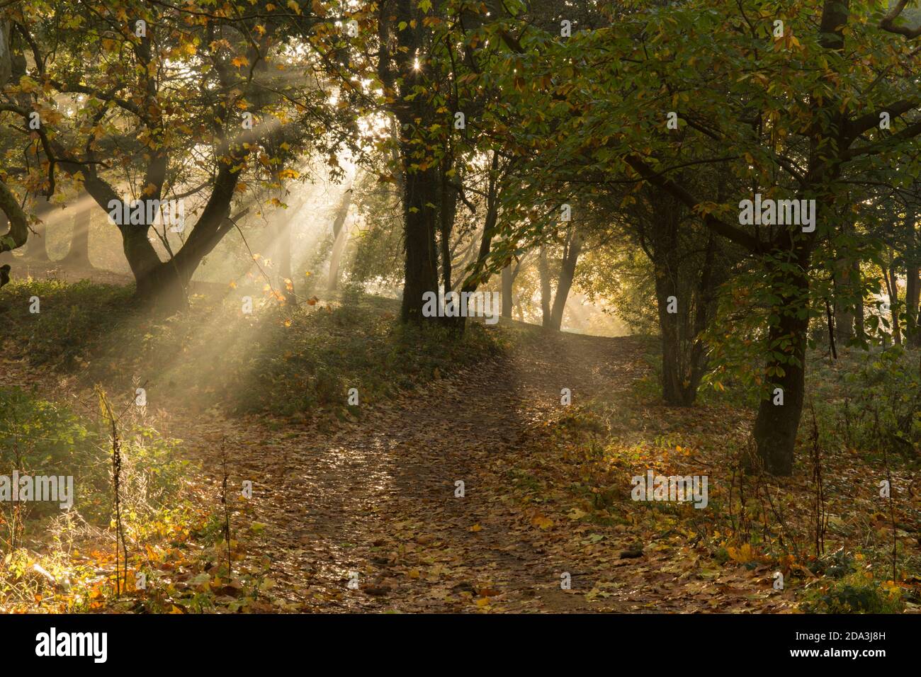 atmospheric sunbeams, beams of sunlight, sun's rays, through mist in mixed trees in autumn woodland, Sussex, UK, November Stock Photo
