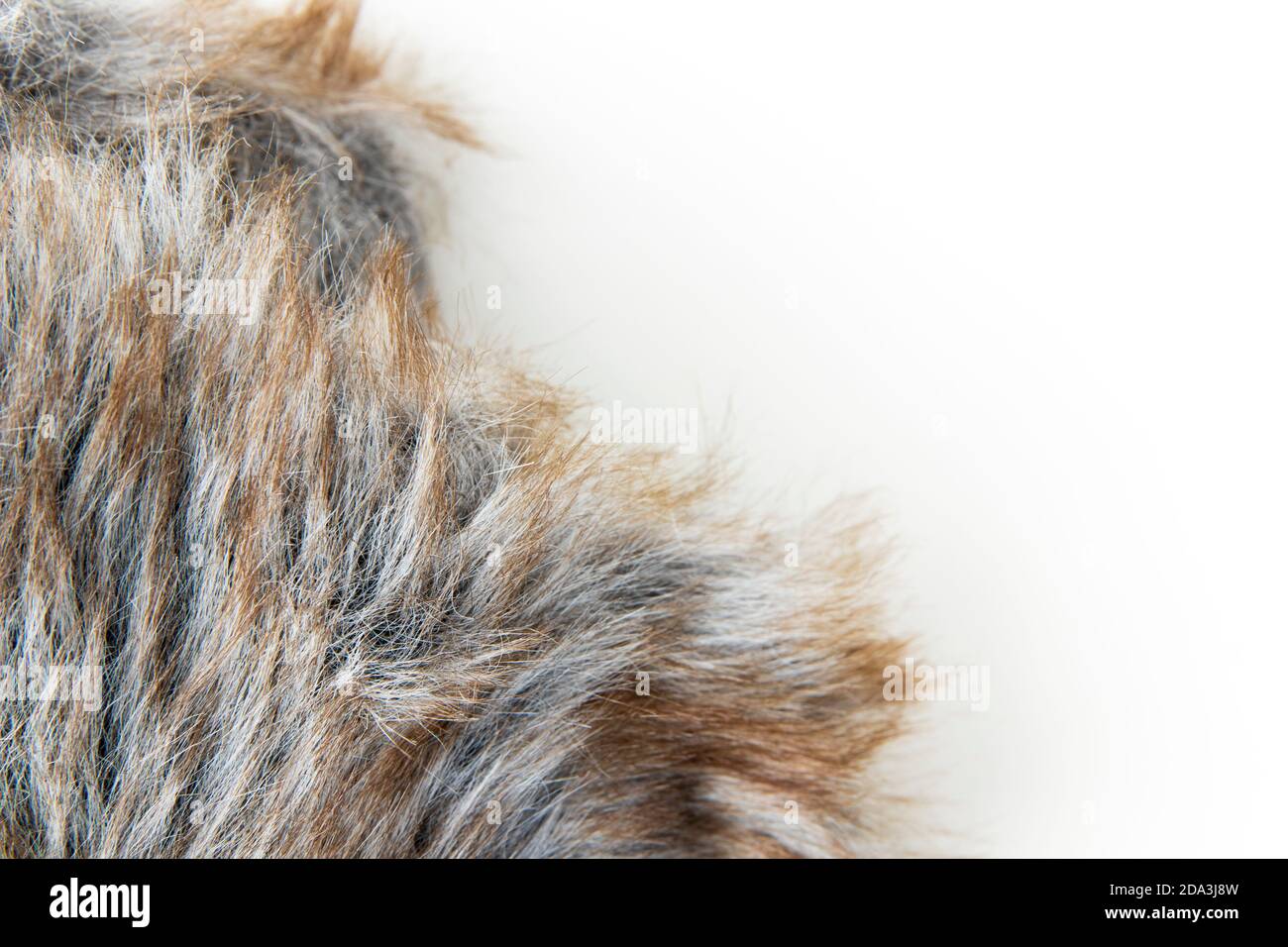 Grey fur texture hi-res stock photography and images - Alamy