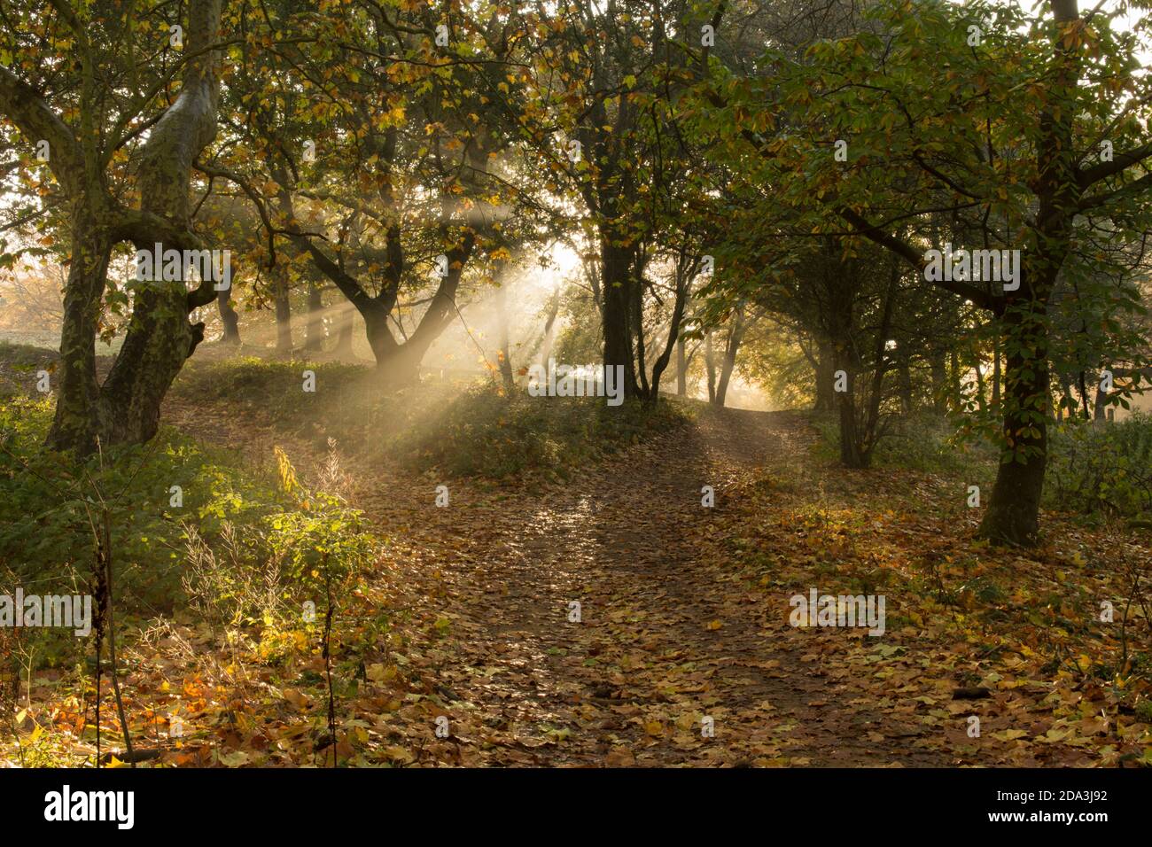 atmospheric sunbeams, beams of sunlight, sun's rays, through mist in mixed trees in autumn woodland, Sussex, UK, November Stock Photo