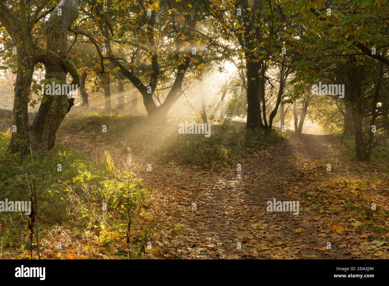 atmospheric sunbeams, beams of sunlight, sun's rays, through mist in mixed trees in autumn woodland, Sussex, UK, November Stock Photo