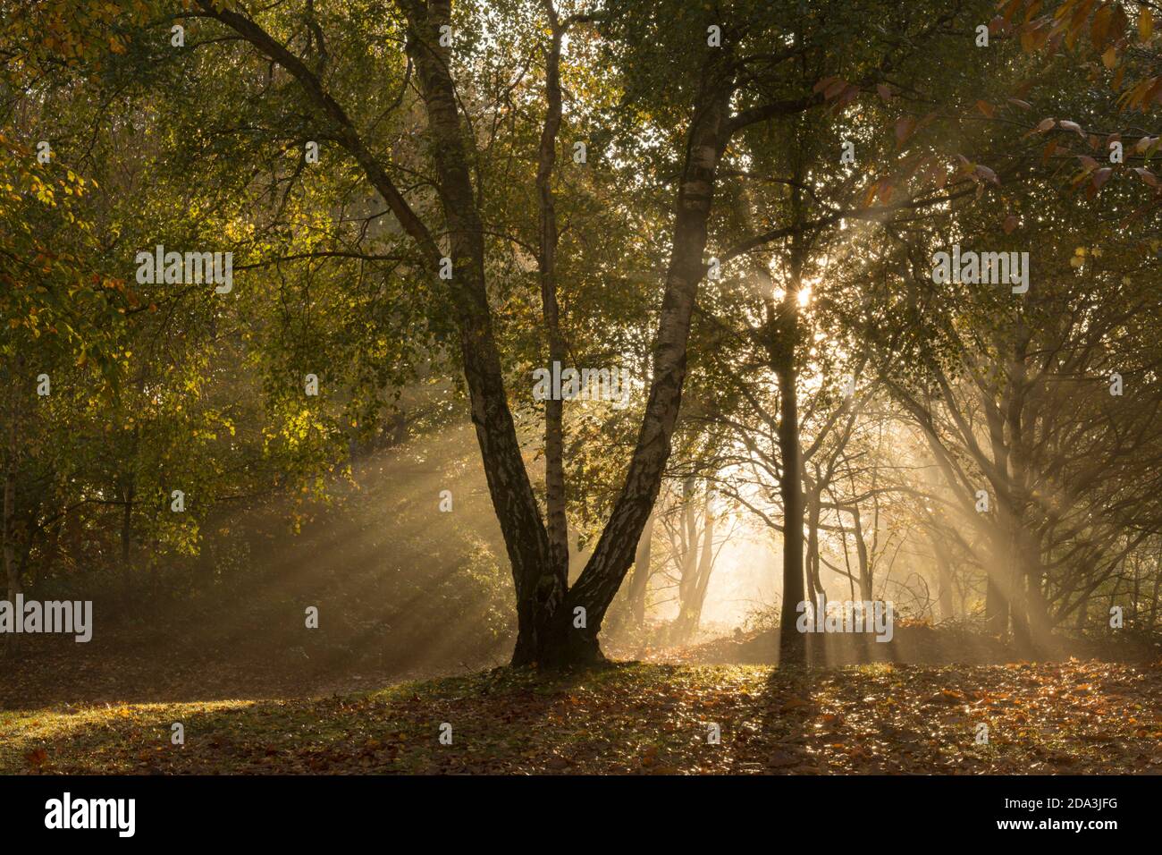 atmospheric sunbeams, beams of sunlight, sun's rays, through mist in mixed trees in autumn woodland, Sussex, UK, November Stock Photo