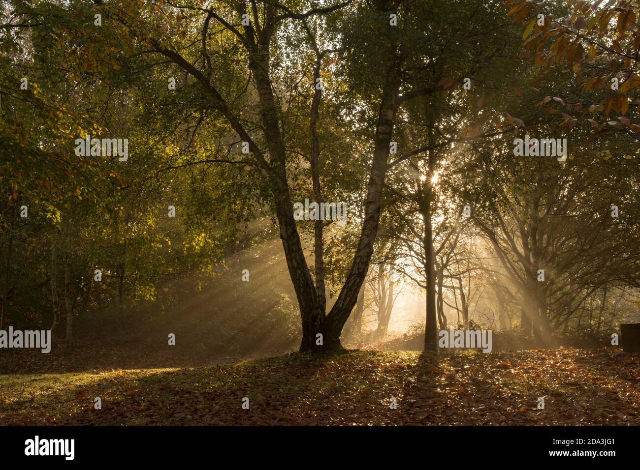 atmospheric sunbeams, beams of sunlight, sun's rays, through mist in mixed trees in autumn woodland, Sussex, UK, November Stock Photo