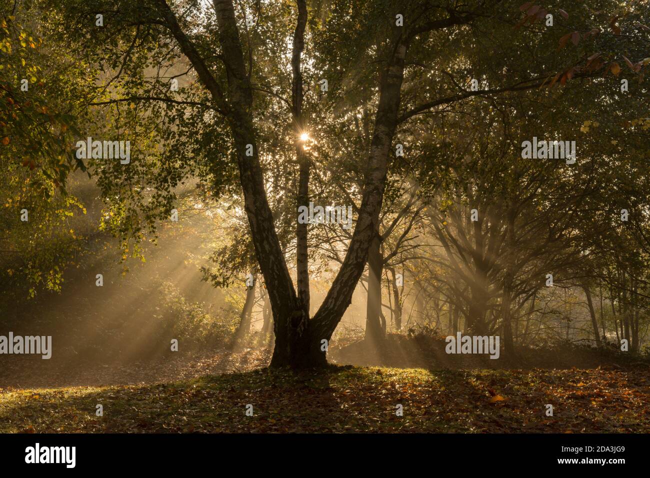 atmospheric sunbeams, beams of sunlight, sun's rays, through mist in mixed trees in autumn woodland, Sussex, UK, November Stock Photo