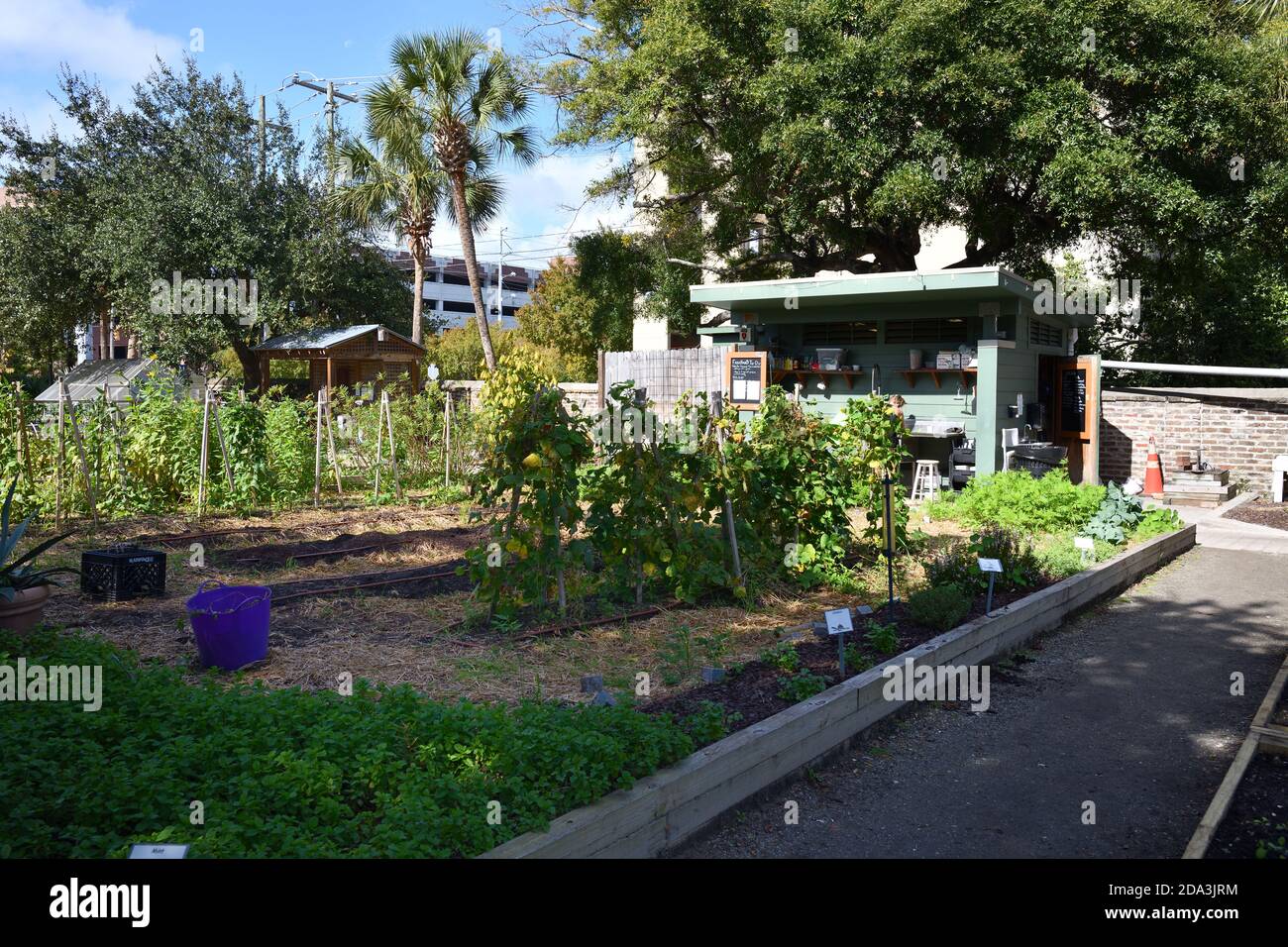 Urban Gardens; Their Settings of an 1850 English Village in USA for Elderly, Kale, Plants, Growing Greens, Trolley, Fire Station,Picnic in Garden. Stock Photo