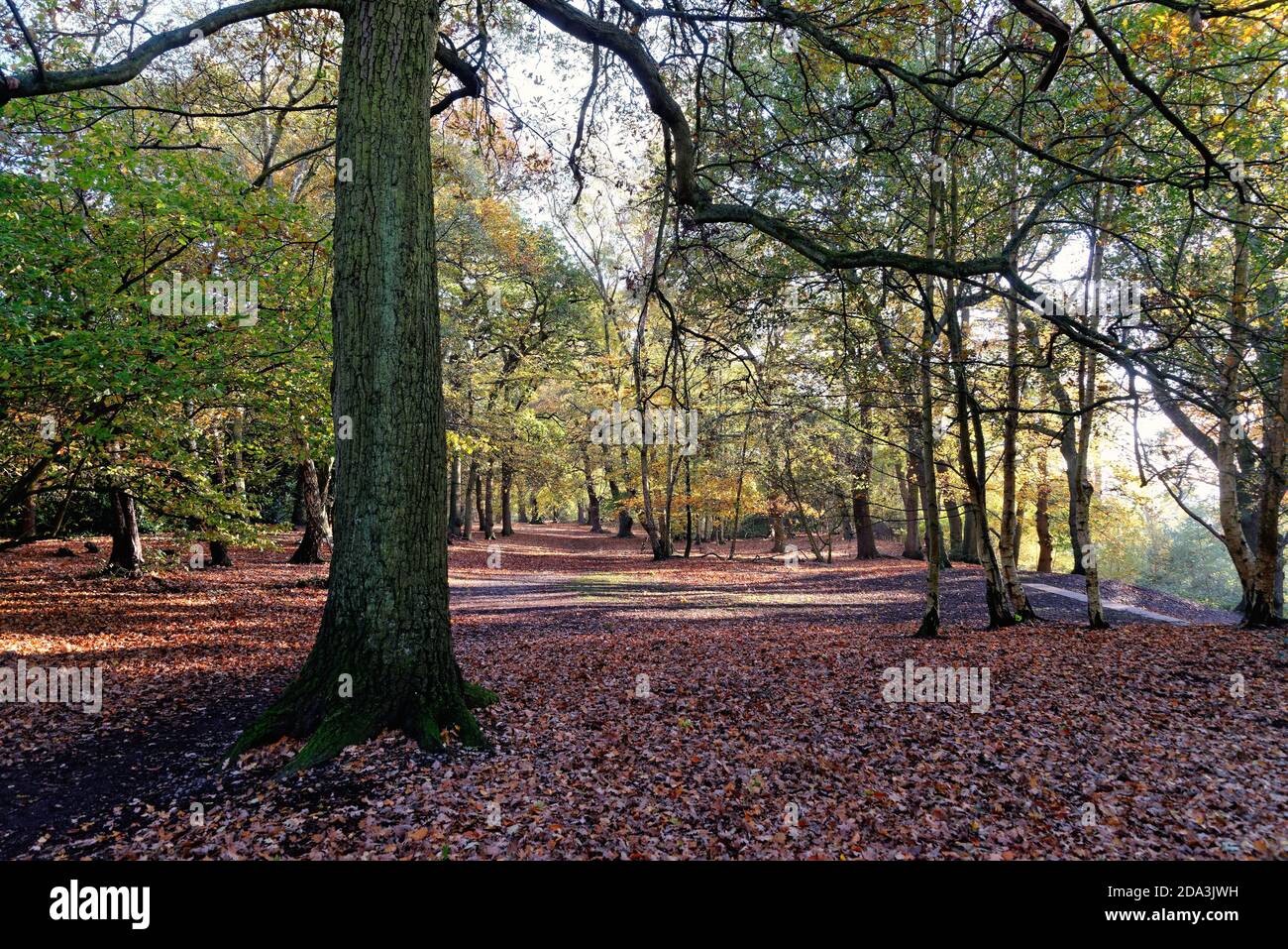 Woods in St.Ann's Hill Chertsey on a sunny autumn day Surrey England UK